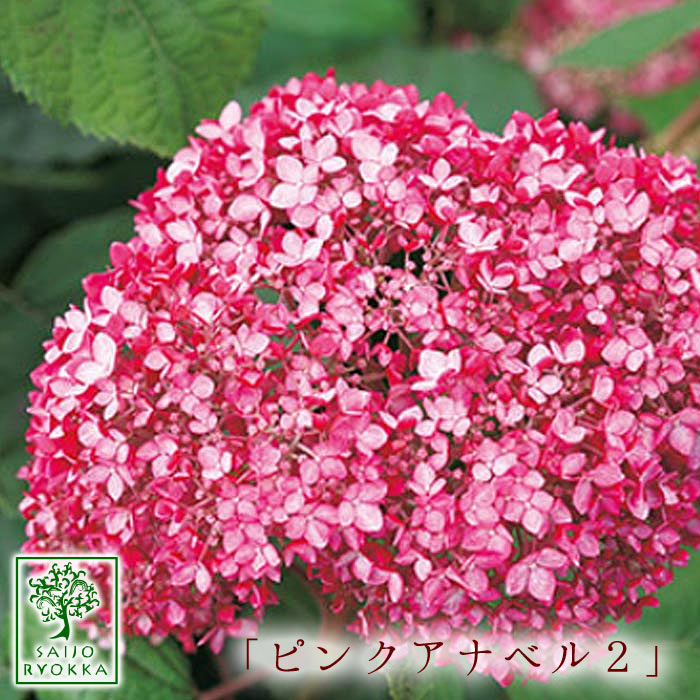 白い紫陽花といえばアナベル 成長で色が変わる人気品種の魅力を紹介 2ページ目 Botanica