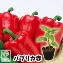 【野菜苗☆出荷中】ピーマン パプリカ 赤 苗 1POT【おすすめ】【人気品種】【苗】【納期指定不可】【母の日対応不可】