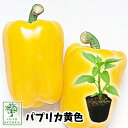 【野菜苗☆出荷中】ピーマン パプリカ 黄 苗 1POT【おすすめ】【人気品種】【苗】【納期指定不可】【母の日対応不可】