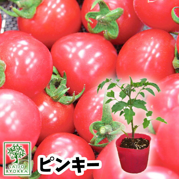 【春のガーデニング】【予約野菜苗】ミニトマト ピンキー実生苗 1POT【おすすめ】【人気品種】【苗】【納期指定不可】