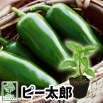 【野菜苗☆出荷中】ピーマン ピー太郎 苗 1POT【おすすめ】【人気品種】【苗】【納期指定不可】【母の日対応不可】