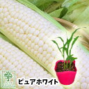 【野菜苗☆出荷中】トウモロコシ スイートコーン ピュアホワイト 実生苗 1POT【おすすめ】【人気品種】【苗】【納期指定不可】【母の日対応不可】