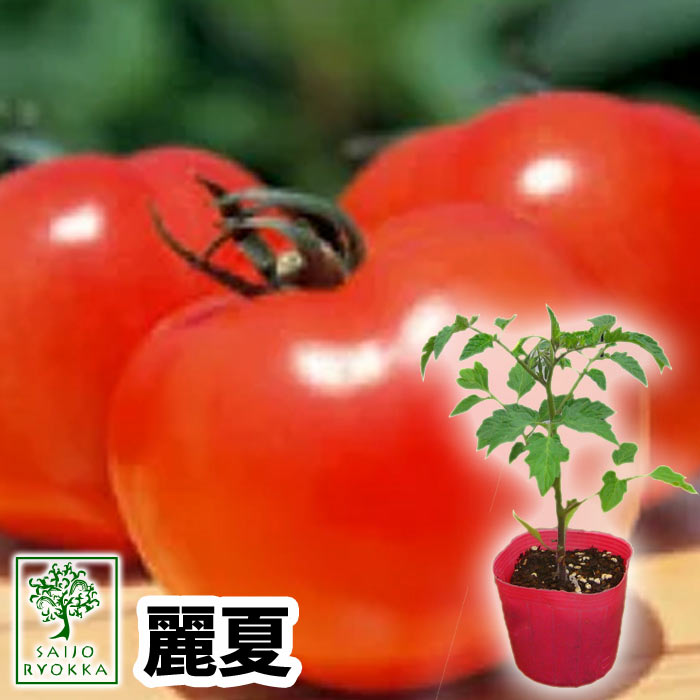 【野菜苗】トマト 麗夏 れいか 実生苗 1POT【おすすめ】【人気品種】【苗】【納期指定不可】【30日お得な日！】【母の日ギフト対応不可】【間もなく終了！】