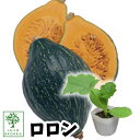 【予約野菜苗】カボチャ かぼちゃ 