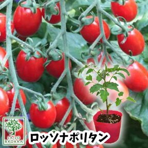 【野菜苗☆出荷中】トマト 地中海 ロッソナポリタン 苗 1POT【おすすめ】【人気品種】【苗】【納期指定不可】【母の日対応不可】