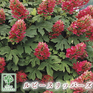 カシワバアジサイ カシワバアジサイ（柏葉紫陽花）