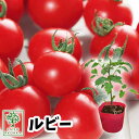 【予約野菜苗】ミニトマト ルビー 