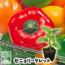 【野菜苗☆出荷中】ピーマン フルーツパプリカ セニョリータレット 苗 1POT【おすすめ】【人気品種】【苗】【納期指定不可】【登録品種名掛川01】【登録番号10878】【母の日対応不可】