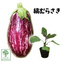 【広島の野菜苗】ナス 茄子 シマシマ模様 縞むらさき しまむらさき 苗 1POT【おすすめ】【人気品種】【苗】【納期指定不可】【28日販売終了予定】【発送中】【☆】