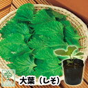 シソ オオバ 大葉 苗 販売 1POT