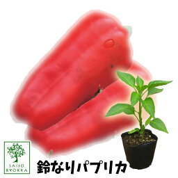 【野菜苗☆クーポンあり】ピーマン 鈴なりパプリカ カラフルミニパピー レッド すずなり 苗 1POT【おすすめ】【人気品種】【苗】【納期指定不可】【母の日対応不可】