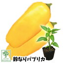 【野菜苗☆出荷中】鈴なりミニパプリカ ★イエロー 実生苗 1POT【おすすめ】【人気品種】【苗】【納期指定不可】【お得なクーポンあり!】