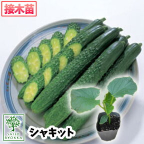 【野菜苗☆クーポンあり】キュウリ シャキット 接木苗 1POT【おすすめ】【人気品種】【苗】【納期指定不可】★★接木★★【母の日対応不可】