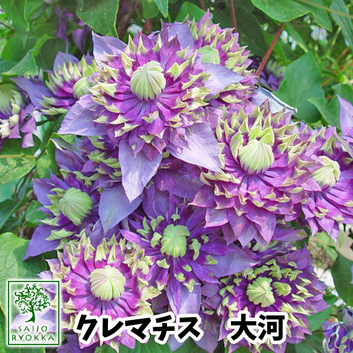 【クレマチス 苗】フロリダ系 大河 八重咲 3.5号POT 苗【クレマチス苗】【宿根草】【苗】【★お買い物マラソン！】