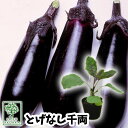 【野菜苗☆出荷中】ナス 茄子 とげなし千両二号 実生苗 1POT【おすすめ】【人気品種】【苗】【納期