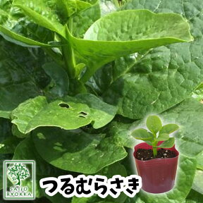 【野菜苗☆出荷中】つるむらさき ツルムラサキ 実生苗 1POT【おすすめ】【人気品種】【苗】【納期指定不可】【母の日対応不可】