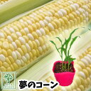 【野菜苗☆出荷中】トウモロコシ スイートコーン 苗 夢のコーン 1POT【おすすめ】【人気品種】【苗】【納期指定不可】【母の日対応不可】