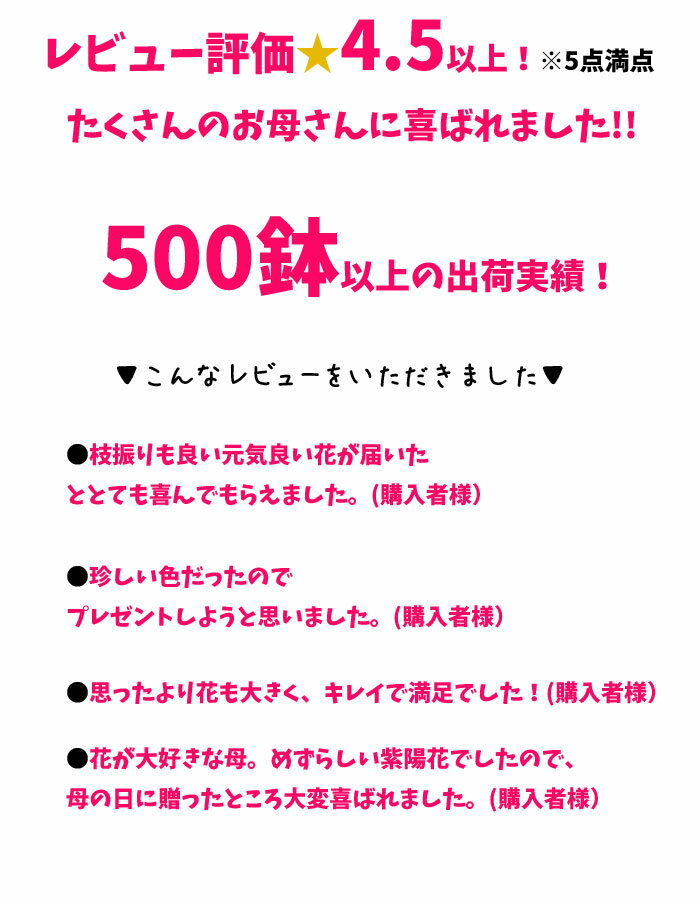 【遅れてごめんね】母の日 プレゼント アジサイ 紫陽花 ゼブラ 鉢花 かっこいいお母さんへ 花ギフト 【送料無料・北海道沖縄東北発送不可】【カーネーションより人気の鉢植え】【おすすめ】【毎年楽しめる】【母の日】 2