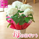 【予約受付中】母の日 プレゼント アジサイ 紫陽花 ゼブラ 鉢花 かっこいいお母さんへ 花ギフト 【送料無料・北海道沖縄東北発送不可】【カーネーションより人気の...