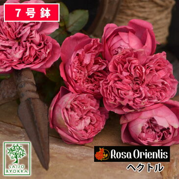 【予約バラ苗】バラ苗 ロサオリエンティス ヘクトル 大苗 7号鉢 紫系 POT/SCL 薔薇苗 ばら苗 バラ 苗 鉢植え【送料無料 北海道沖縄発送不可】 【0と5のつく日は楽天カードでお得】