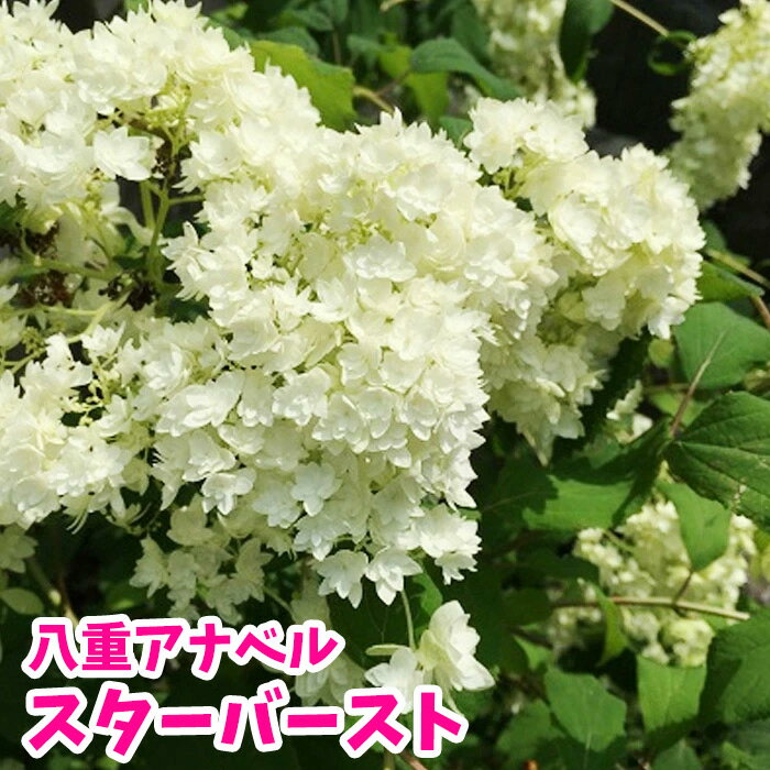 【紫陽花】アジサイ 苗 八重アナベル ヘイズスターバースト 【珍しいアナベル】【★お買い物マラソン！】のサムネイル