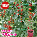 ミニトマト フラガール ふらがーる 実生苗 1POT