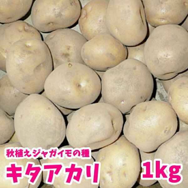 ジャガイモ 種芋 みんな探してる人気モノ ジャガイモ 種芋 食品 ジャガイモ 種芋 みんな探してる人気モノ ジャガイモ 種芋 食品