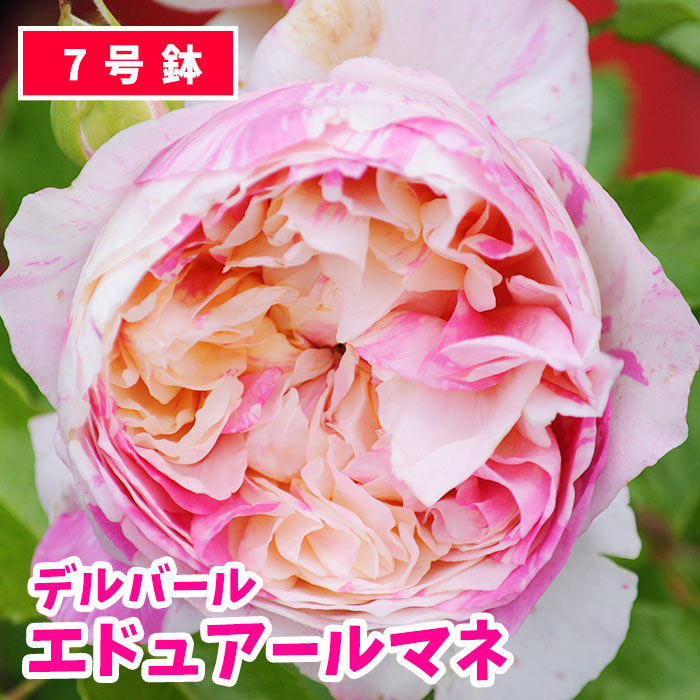 バラ苗 デルバール エドゥアール マネ 大苗 7号鉢 ピンクと黄の絞り Scl 薔薇苗 ばら苗 鉢植え お届け中 クレマチスとは同梱可 送料無料 のレビュー クチコミとして参考になる投稿1枚