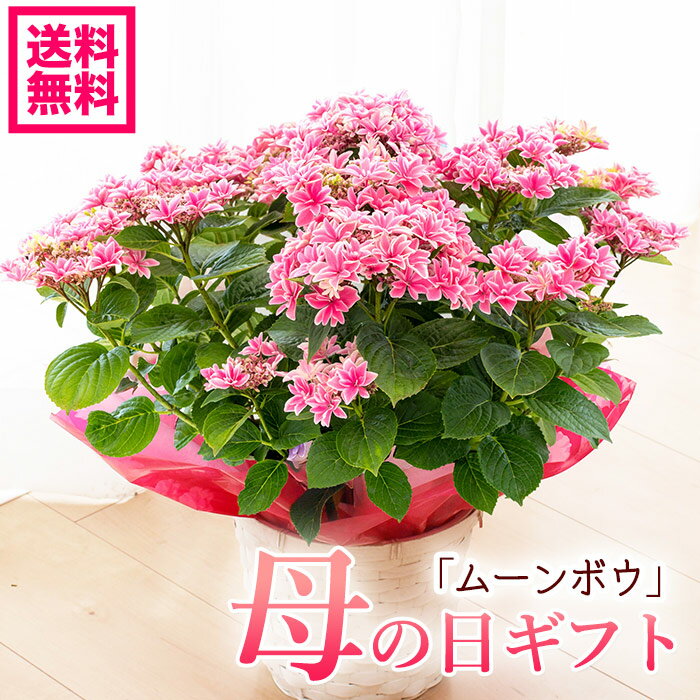 【遅れてごめんね】母の日 プレゼント ギフト アジサイ 月虹（げっこう） 達人のアジサイ 紫陽花 ムーンボウ 鉢花【新品種】【おすすめ】【珍しい紫陽花】【送料無料・北海道 沖縄・東北発送不可】【大臣賞受賞産地の九州のアジサイ】【母の日】