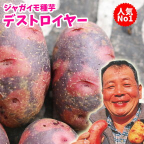 じゃがいも 種芋 デストロイヤー 約1kg（充填時）お一人様1キロまで【俵屋】【検査合格済】【春植えジャガイモ】【他のジャガイモの種なら同梱可能】【種】【グランドペチカ】【母の日対応不可】