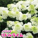 【紫陽花】アジサイ 苗 ノリウツギ苗 リトルライム【PW】 【落葉低木】【母の日対応不可】