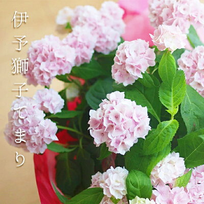 今だけ2株セット【紫陽花】自分用アジサイ 鉢花 ヤマアジサイ あじさい 山紫陽花 伊予獅子てまり ししてまり イヨシシテマリ 5号【10日は0の付く日で得!】