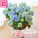 【☆25日限定P5倍☆】母の日ギフト アジサイ 紫陽花 山アジサイ テテテマリブルー てててまりブルー 鉢花 てて手毬 母の日ギフト プレゼント【送料無料 北海道沖縄東北発送不可】【おしゃれ】【毎年楽しめる】【母の日】