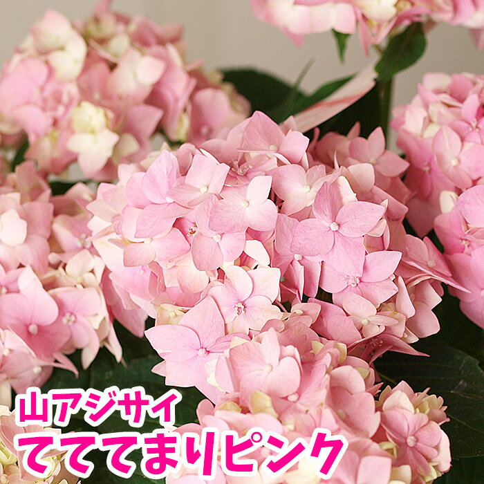 【紫陽花】アジサイ 鉢花 山紫陽花 ヤマアジサイ てててまりピンク テテテマリ 花終わり株【送料無料】【1日はワンダフルデー！】のサムネイル
