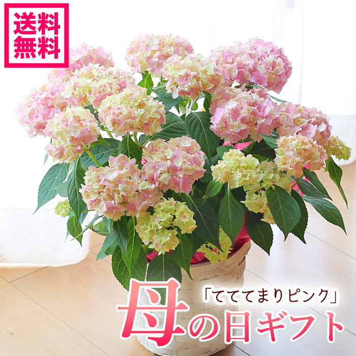 母の日ギフト アジサイ 紫陽花 山アジサイ テテテマリピンク てててまりピンク 鉢花 てて手毬 母の日ギフト プレゼント【送料無料・北海道沖縄東北発送不可】【カーネーションより人気の鉢植え】【母の日】