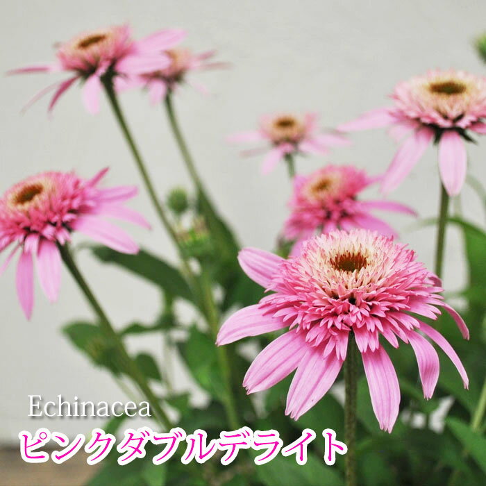 エキナセア ピンクダブルデライト Echinacea purpurea Pink Double Delight