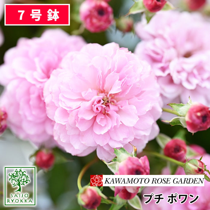 【クーポンあり】バラ苗 河本バラ園プチ ポワン 大苗 7号鉢 紫系 Pol 薔薇苗 ばら苗 バラ 苗 鉢植え【送料無料 北海道沖縄発送不可】 【期日指定不可】【バラ3鉢で1000円引き】【★お買い物マラソン！】