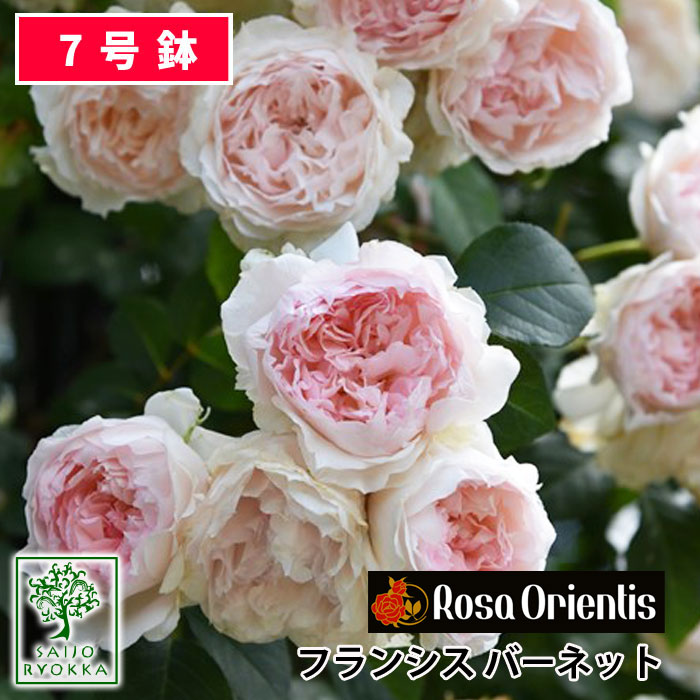 【つぼみ付き】【クーポンあり】バラ苗 ロサオリエンティス フランシス バーネット 大苗 7号鉢 ピンク系 薔薇苗 ばら苗 バラ 苗 鉢植え【送料無料 北海道沖縄発送不可】【10日はエントリーでお得！】【期日指定不可】【NEW】のサムネイル