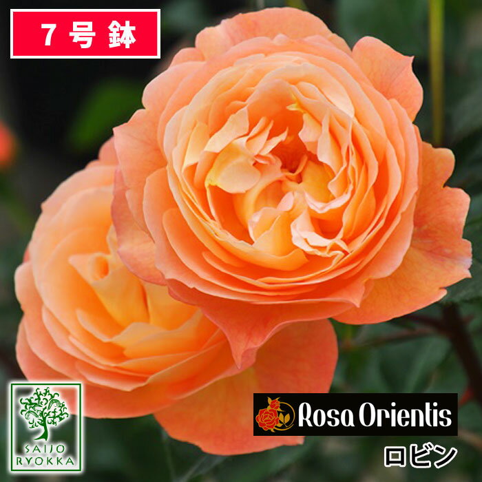 【予約】【お届けは2024年1月から】バラ苗 ロサオリエンティス ロビン 大苗 7号鉢 オレンジ系 薔薇苗 ばら苗 バラ 苗 鉢植え【送料無料 北海道沖縄発送不可】【1日はワンダフルデー！！】【期日指定不可】のサムネイル