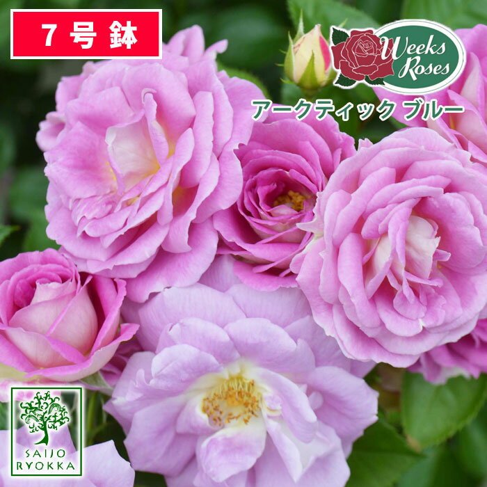 【良好】バラ苗 京成バラ園 ウィークス アークティック ブルー 大苗 7号鉢 紫系 FL 薔薇苗 ばら苗 バラ 苗 鉢植え【NEW】【送料無料 北海道沖縄発送不可】【限定クーポンあり】【母の日ギフト対応不可】のサムネイル