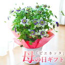 母の日 プレゼント クレマチス ビエネッタ 鉢花 ギフト 鉢植え【おすすめ】【母の日ギフト】【送料無料・北海道沖縄東北発送不可】【おすすめ】【おしゃれ】【毎年楽しめる】【母の日】