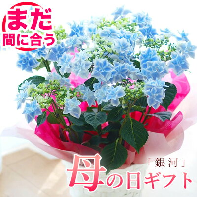 【☆本日限定クーポンあり】母の日 プレゼント アジサイ 母の日ギフト プレゼント 紫陽花 銀河 おすすめ 鉢花 母の日ギフト【送料無料・北海道沖縄東北発送不可】【プレゼント】【フラワーオブザイヤー万華...