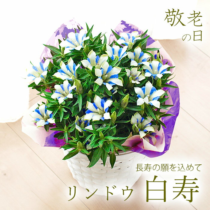 敬老の日のプレゼント花ギフト リンドウ 白寿 りんどう 鉢花【敬老の日ギフト】【送料無料・北海道沖縄東北発送不可】【鉢物】【実用的なものより人気】【プレゼント】【花】【花鉢】【鉢植え】【敬老2023】【専門的品質】【★お買い物マラソン！】