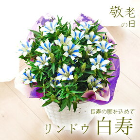 敬老の日のプレゼント花ギフト リンドウ 白寿 りんどう 鉢花【敬老の日ギフト】【送料無料・北海道沖縄東北発送不可】【鉢物】【実用的なものより人気】【プレゼント】【花】【花鉢】【鉢植え】【敬老2023】【専門的品質】【母の日対応不可】