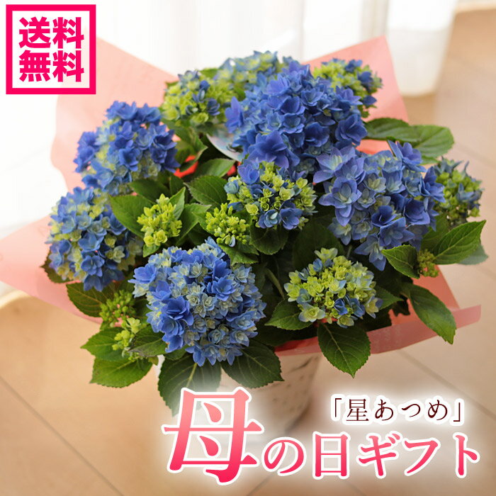 【遅れてごめんね】母の日 プレゼント 新品種アジサイ 紫陽花 星あつめ 鉢花ギフト プレゼント【送料無料・北海道沖縄東北発送不可】【島根の有名な新品種紫陽花】【おすすめ】【おしゃれ】【毎年楽しめる】【母の日】