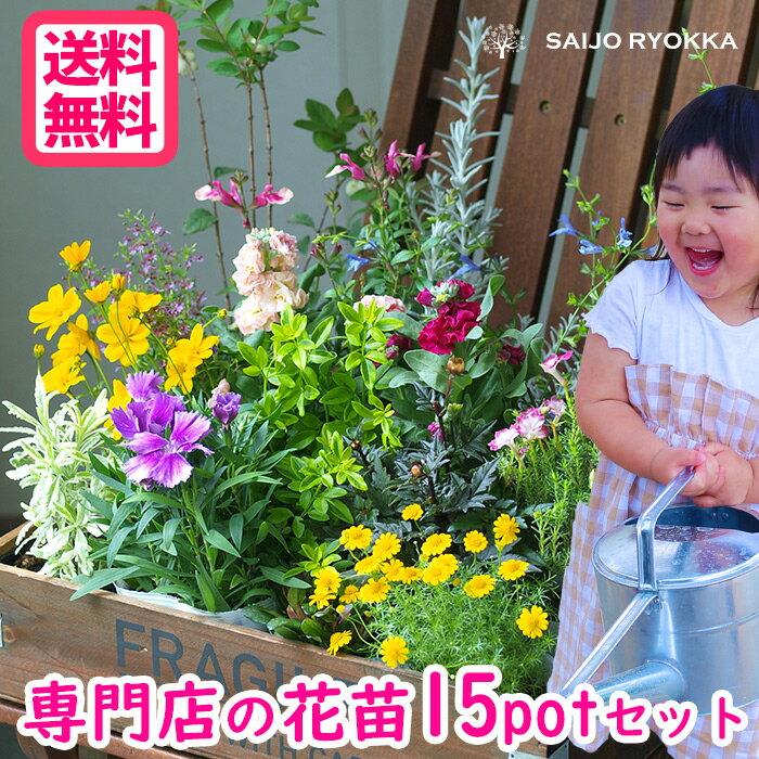 ＼☆楽天高レビュー☆／ 花苗セット 苗セット 15POT【苗セット】【ギフト】【花壇苗】【おすすめ】【福袋】送料無料【北海道・沖縄・東北発送不可】【ほかの商品との同梱不可 培養土1袋は同梱可…