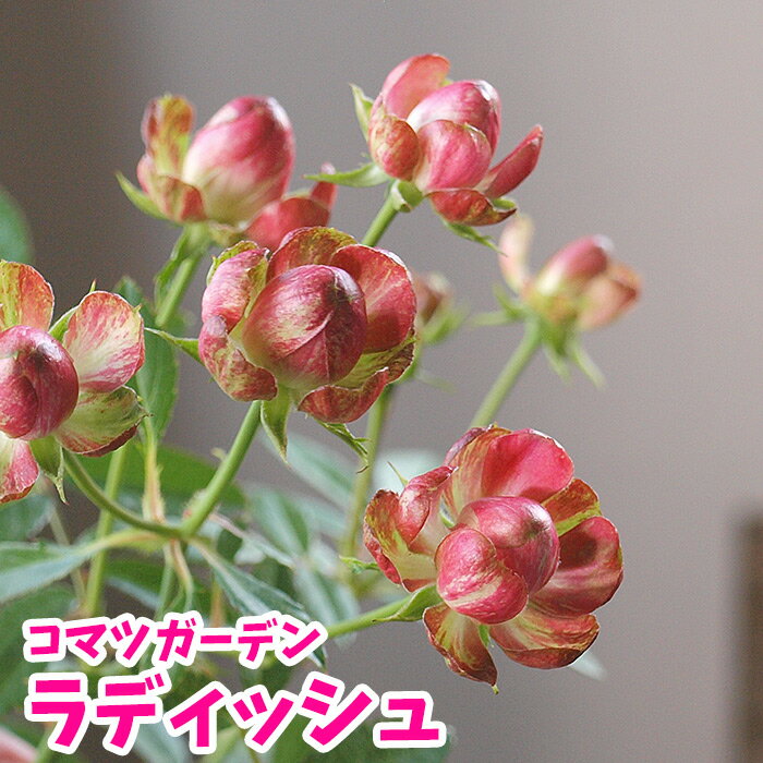 【花苗】バラ苗 コマツガーデン ラディッシュ Radish 薔薇 予約バラ苗とは同梱不可【25日は5のつく日でお得】のサムネイル