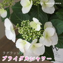 【紫陽花】アジサイ 苗 ラグランジア ブライダルシャワー ベビー苗【紫陽花】【あじさい】【従来の数倍良くさく】【10日は0の付く日お得！】