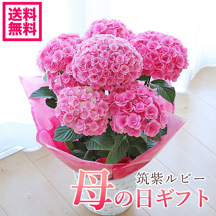 【遅れてごめんね】母の日 プレゼント 紫陽花 筑紫ルビー アジサイ 紫陽花アジサイ 紫陽花 達人のあじさい ルビー 鉢花 ギフト 鉢植え【ジャパンフラワーセレクション2014-2015受賞品種】【送…