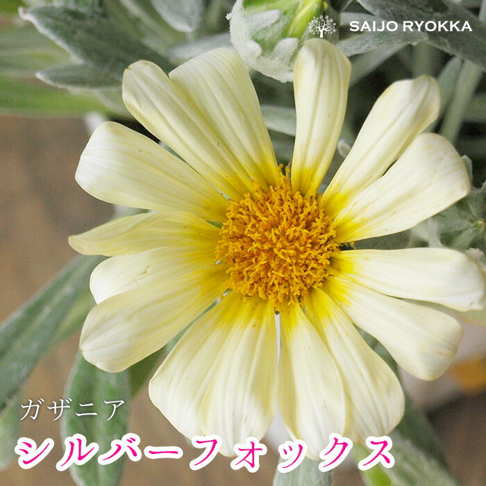 ガザニアビーストシルバーフォックス